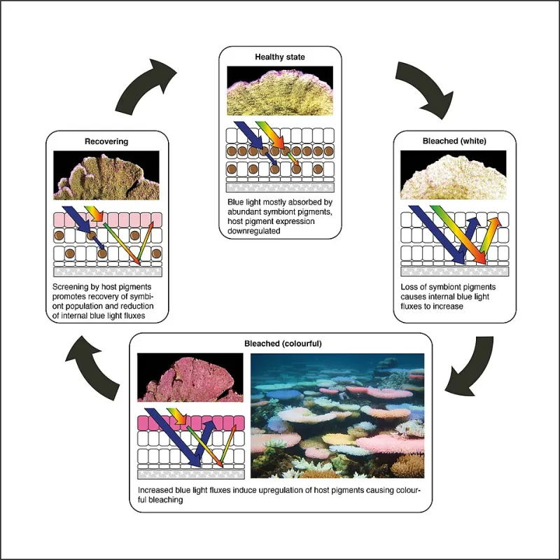 Amplification Without Awareness: How Recommender Systems Engineer Their Own Blind Spots
